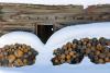 Snow covered firewood cut and stacked against the side of an old wood structure