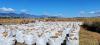 Dozens of large bags of firewood in white sacks are lined up outdoors, while a backhoe and excavator work in the background.