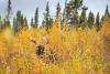 Image shows a moose surrounded by new growth browse in a clearing in a forest.
