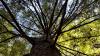 View of the top of a hemlock tree with lots of branches from below