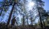 Image shows a man looking up at the sun through a copse of trees.
