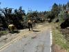 Image shows Forest Service personnel clearing trees and debris from a roadway.