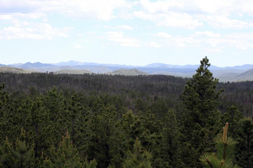 Aerial view of Black Hills forest