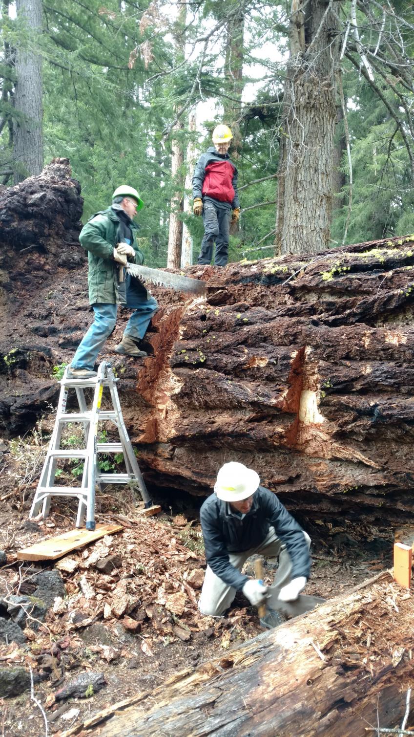Men standing on top of fallen giant tree, cutting it