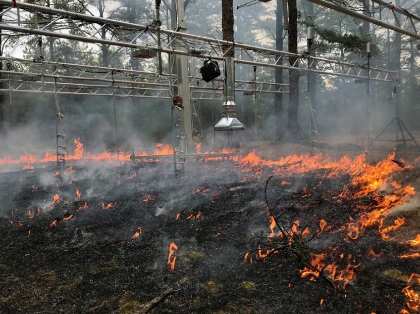 A prescribed fire burning