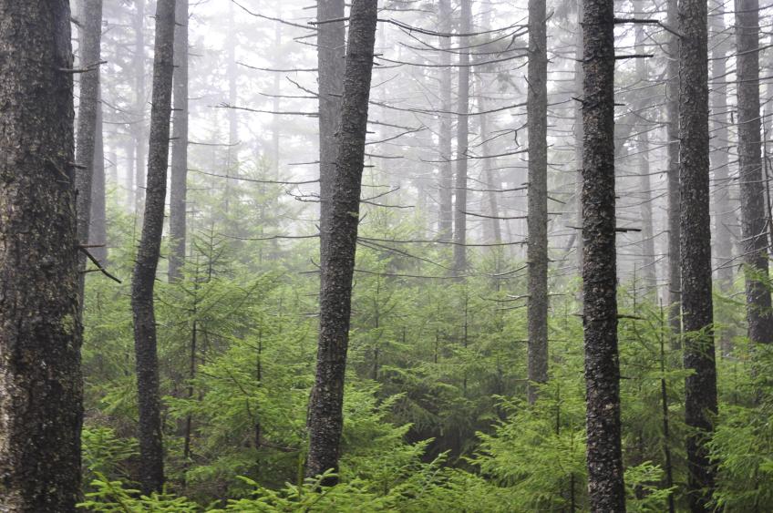 Restoring habitat for West Virginia northern flying squirrel US