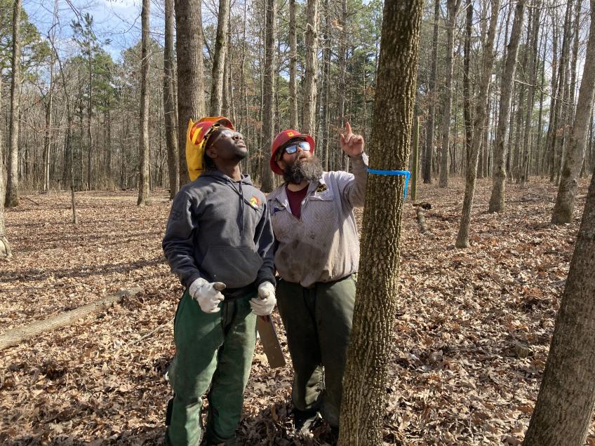 Student and instructor, wearing hard hats, size up a tree.