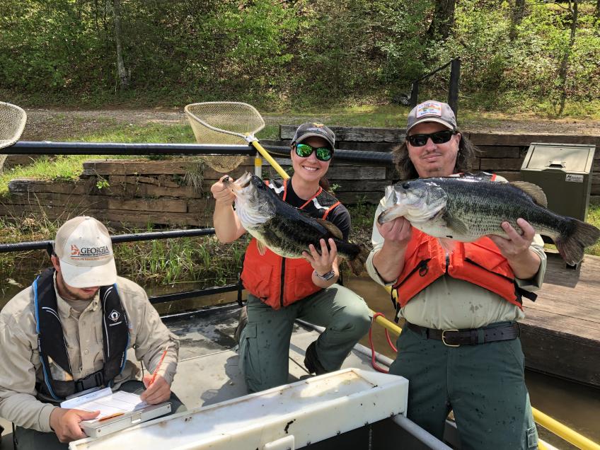 Forest Service employees hold up two trophy-size largemouth bass.