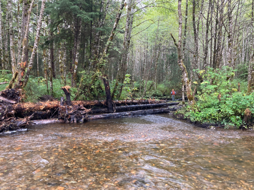 New log jam on Margaret Creek to restore habitat.