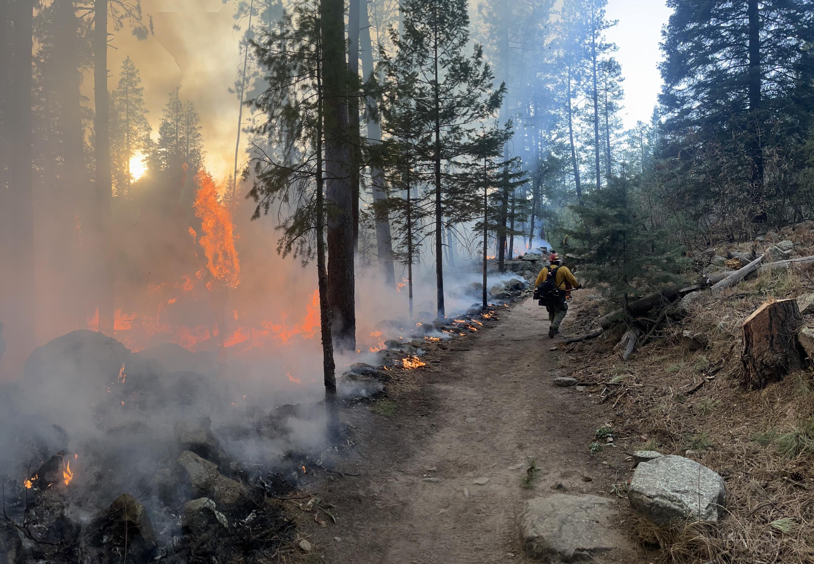 A wildland firefighter walks up the fireline with flames burning the trees to the left.