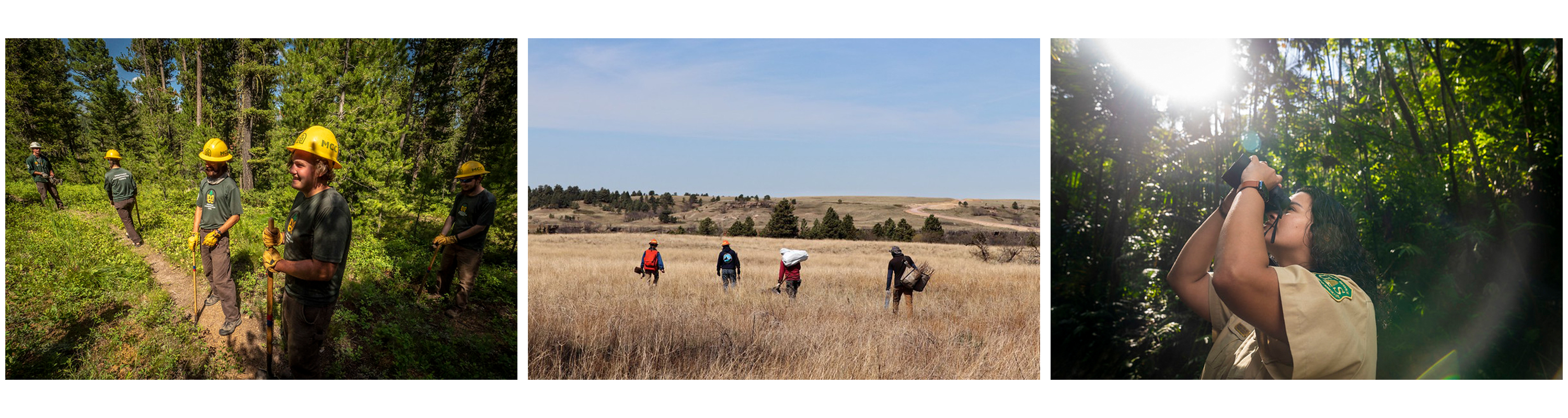 Employees working in the forest with shovels, binoculars, and planting trees.