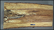 Armillaria Root Disease of Western Conifers