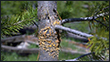 Comandra Blister Rust