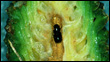 Cone and Seed Insects of Southwestern White Pine