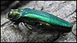 Emerald Ash Borer