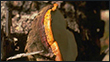Heart Rots of Douglas-fir
