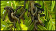 Hemlock Sawfly