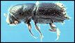 Ips Bark Beetles in the South