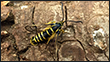 Sequoia Pitch Moth