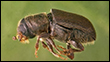 Western Pine Beetle