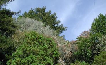 Invasive pathogen - SOD