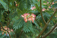 Albizia