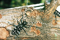 Asian Longhorned Beetle