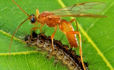 Braconid wasp