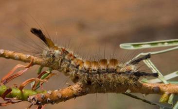 Classical Biological Control of Arthropods Publication Cover