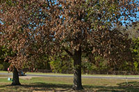 Sign of drought of Oak tree photo