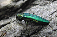Emerald Ash Borer