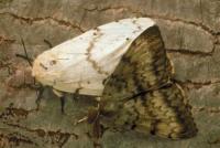 Lymantria dispar dispar adults