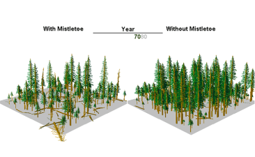 Mistletoe Model Example Image