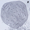 Pesticide Registration