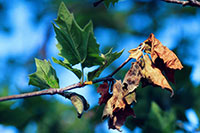 Sycamore anthracnose photo