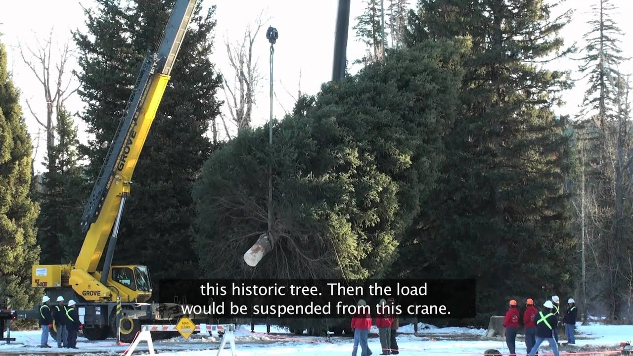 Thumbnail for video titled: Cutting the Captiol Christmas Tree 2010