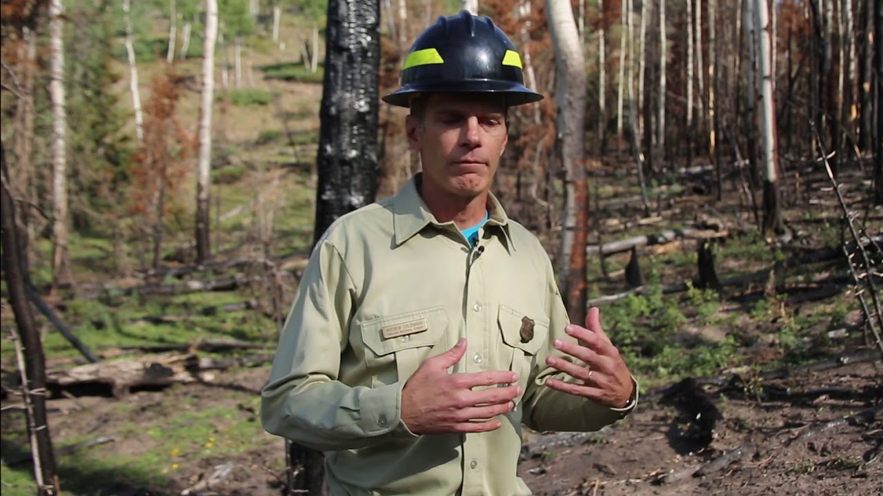 Thumbnail for video titled: Mixed Severity Fire Results in Healthy Landscape