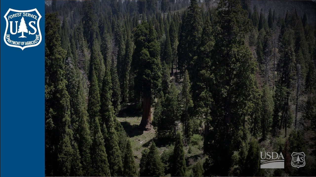 Thumbnail for video titled: Legacy of the Ancients: The Value of Old Growth Forests