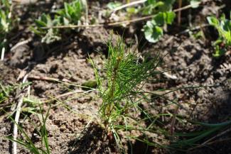 Planting_12.jpg Planting_12