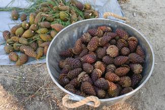 Boise Cone Collection-Bucket of Pine Cones - Updated.jpg Boise Cone Collection-Bucket of Pine Cones - Updated