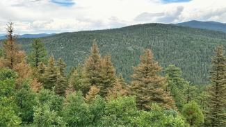 Scenic photo over a pine forest in which some trees are browning.