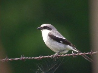 Birds of MTP: Loggerhead Shrike