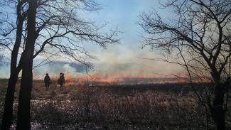 Fire: Prescribed Burn - view through trees
