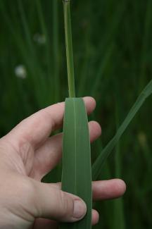 NNIS: Phragmites leaf blade