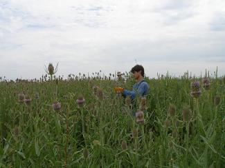 NNIS: Teasel Removal