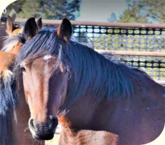 Online Corral 214.jpg Online Corral 214