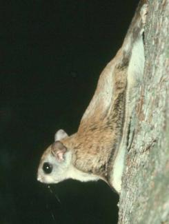 Northern Flying Squirrel Feature.jpg Northern Flying Squirrel Feature