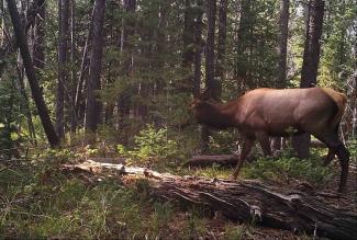 Lava Elk Photo.jpg Lava Elk Photo