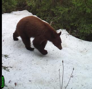 Black Bear on Elk Survey Trail Cam