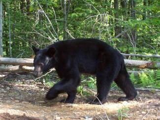 Black Bear.jpg Black Bear